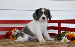 Cockalier dogs for sale: Irwin - Image 4