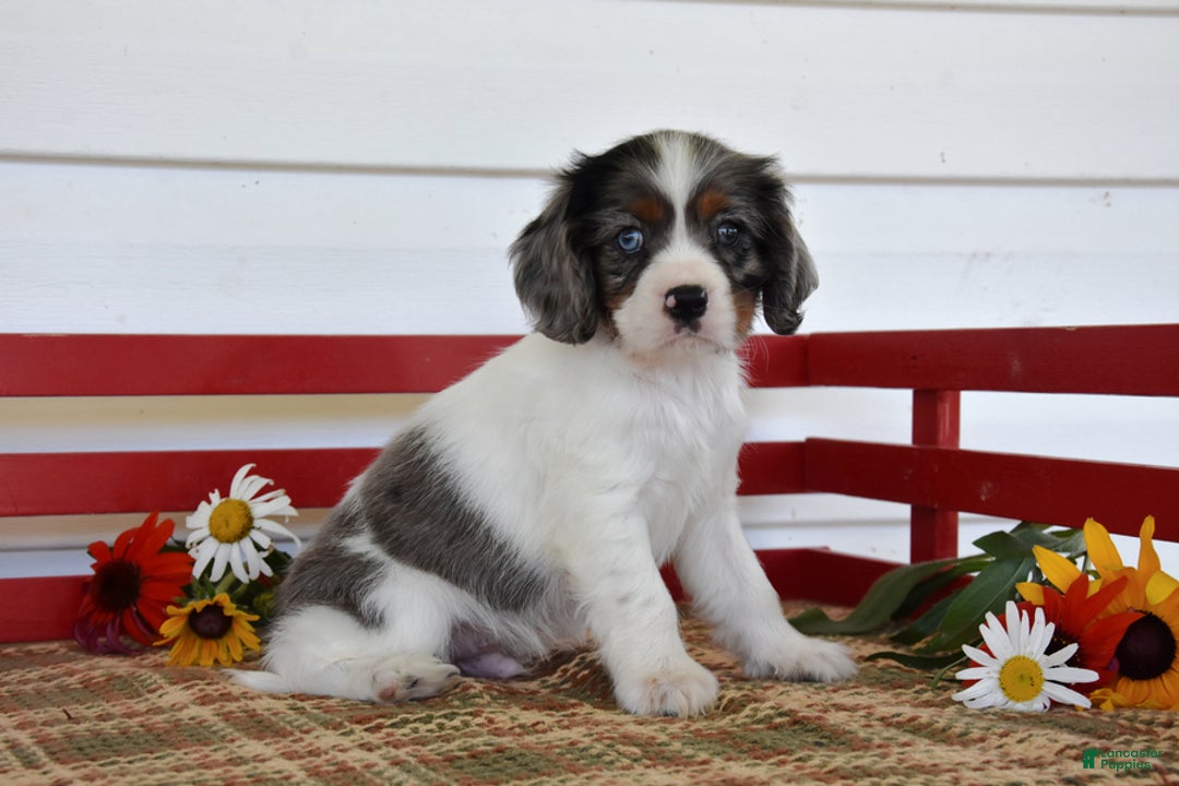 Cockalier dogs for sale: Irwin - Image 4
