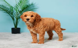 Mini Goldendoodle dogs for sale: Missie - Image 3