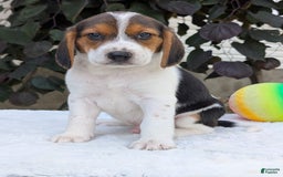 Beagle dogs for sale: Max - Image 4
