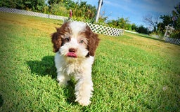 Havapoo dogs for sale: Hope - Image 3
