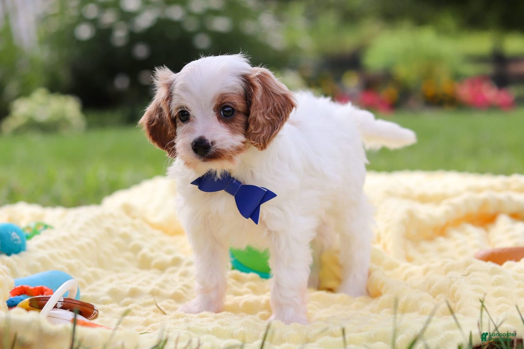 Cavapoo dogs for sale: Scout - Image 5