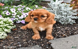 Cavalier King Charles Spaniel dogs for sale: Flossie - Image 14