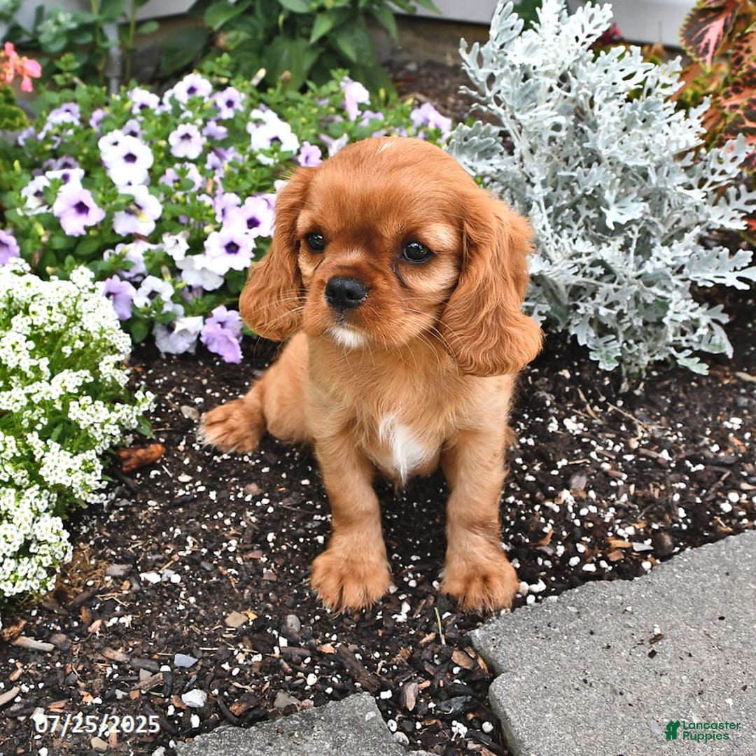 Cavalier King Charles Spaniel dogs for sale: Flossie - Image 14