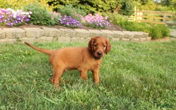 Irish Setter dogs for sale: sheldon - Image 4