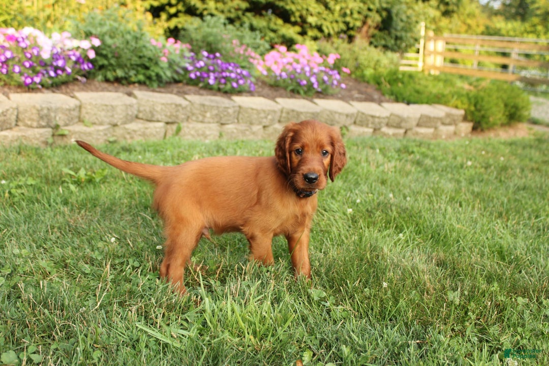 Irish Setter dogs for sale: sheldon - Image 4