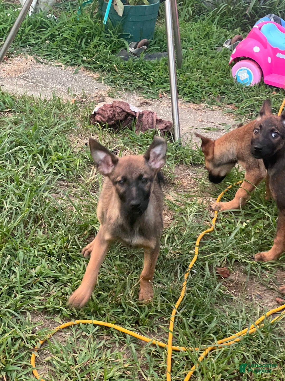 German Shepherd dogs for sale: Daisy - Image 9