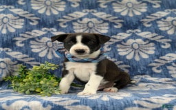 Jack Russell Terrier dogs for sale: Marlow - Image 1