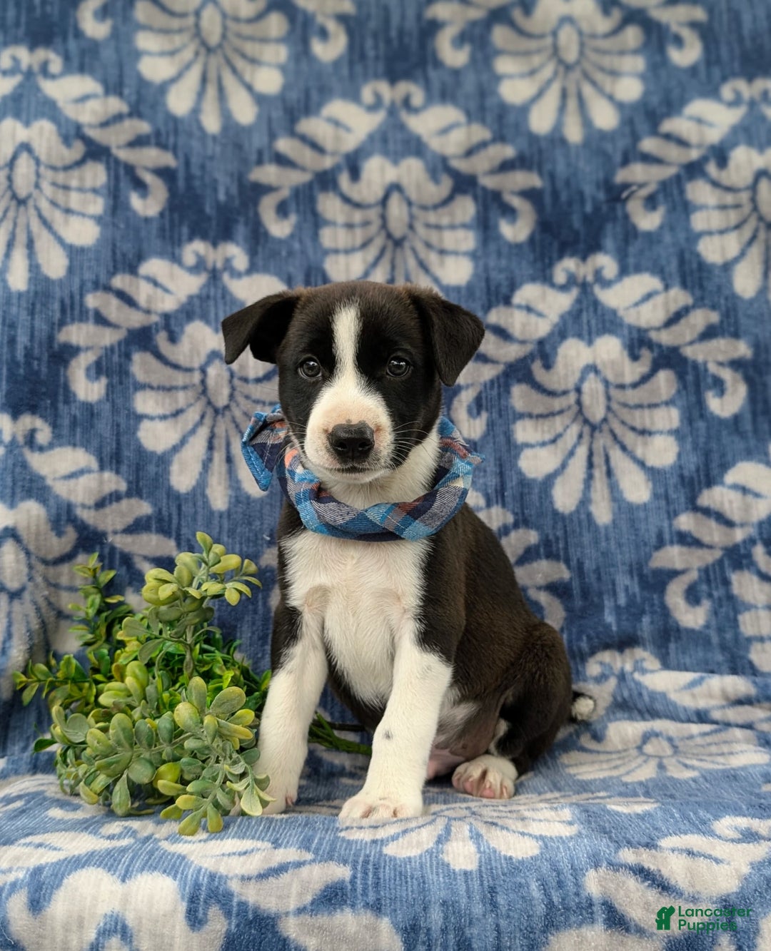 Jack Russell Terrier dogs for sale: Marlow - Image 1