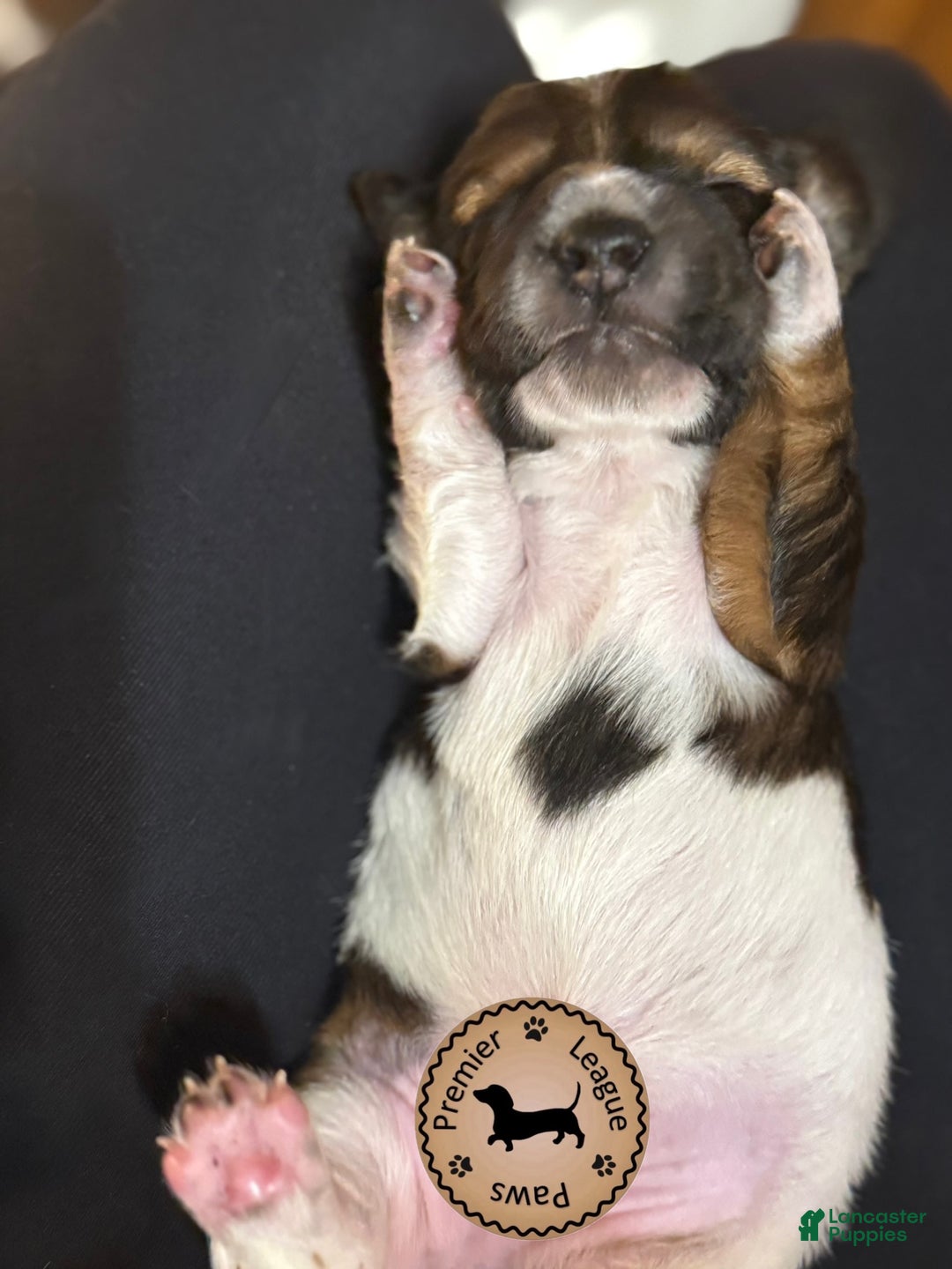 Miniature Dachshund dogs for sale: Rocky - Image 3