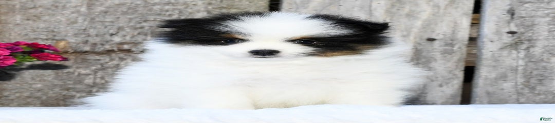 Isaac