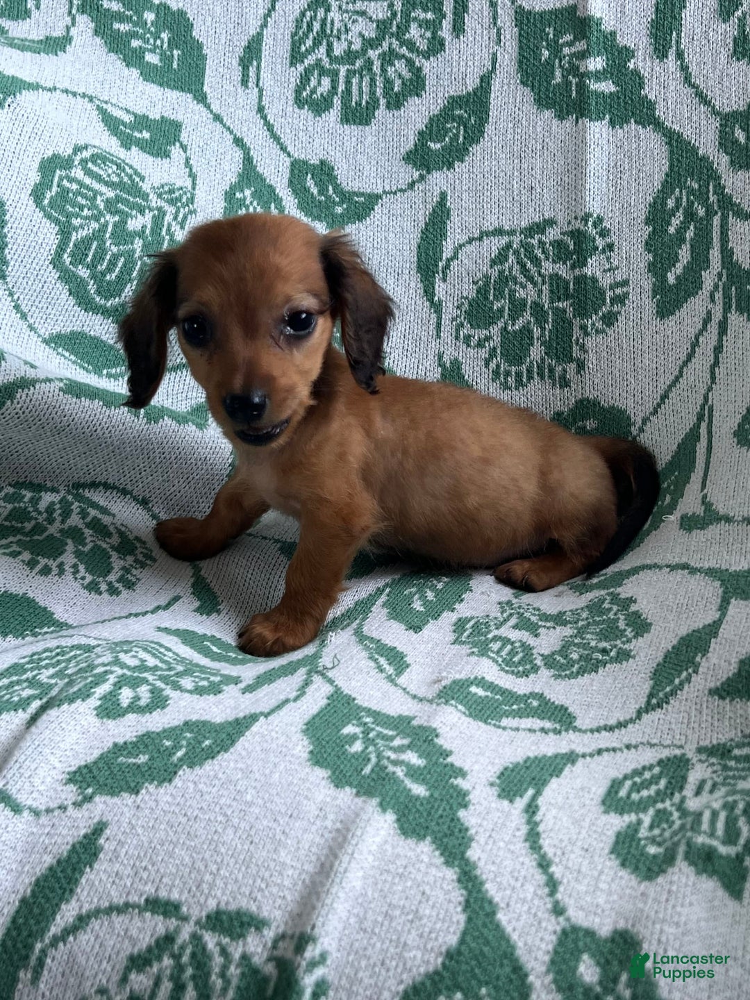 Dachshund dogs for sale: Donny Boy - Image 1