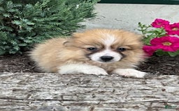 Pomeranian dogs for sale: Betsy - Image 1