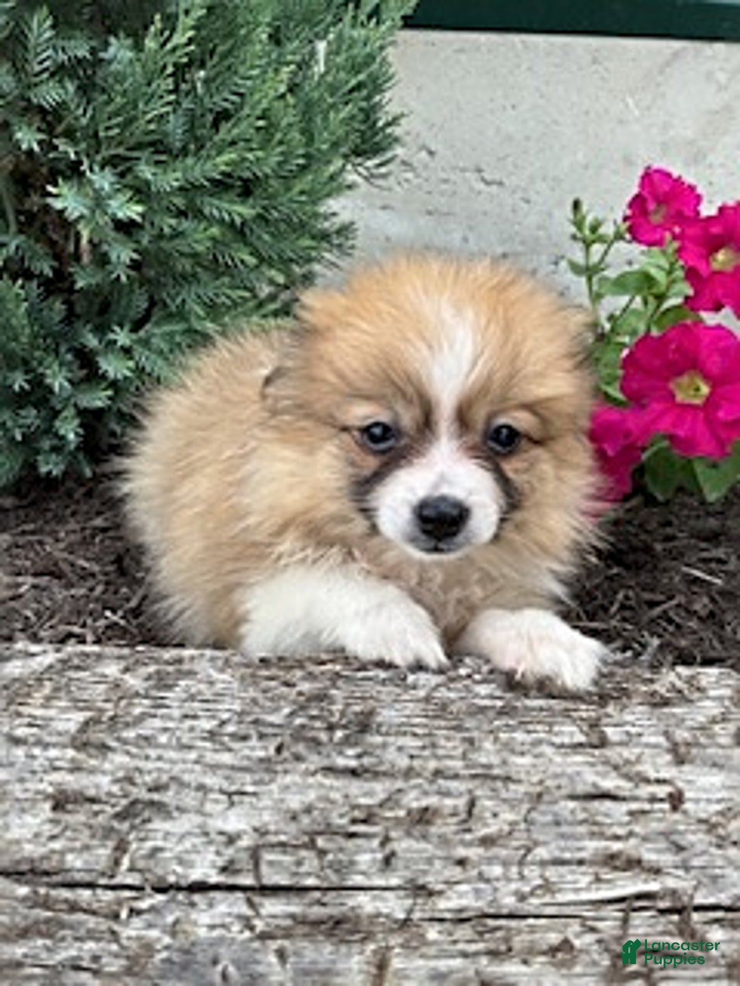 Pomeranian dogs for sale: Betsy - Image 1