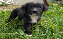 Miniature Australian Shepherd dogs for sale: Funnel Cake - Image 3