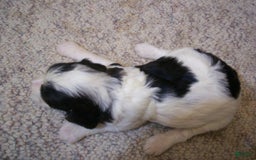 Cavapoo dogs for sale: Oliver - Image 6