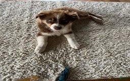 Australian Shepherd dogs for sale: Zoey - Image 11