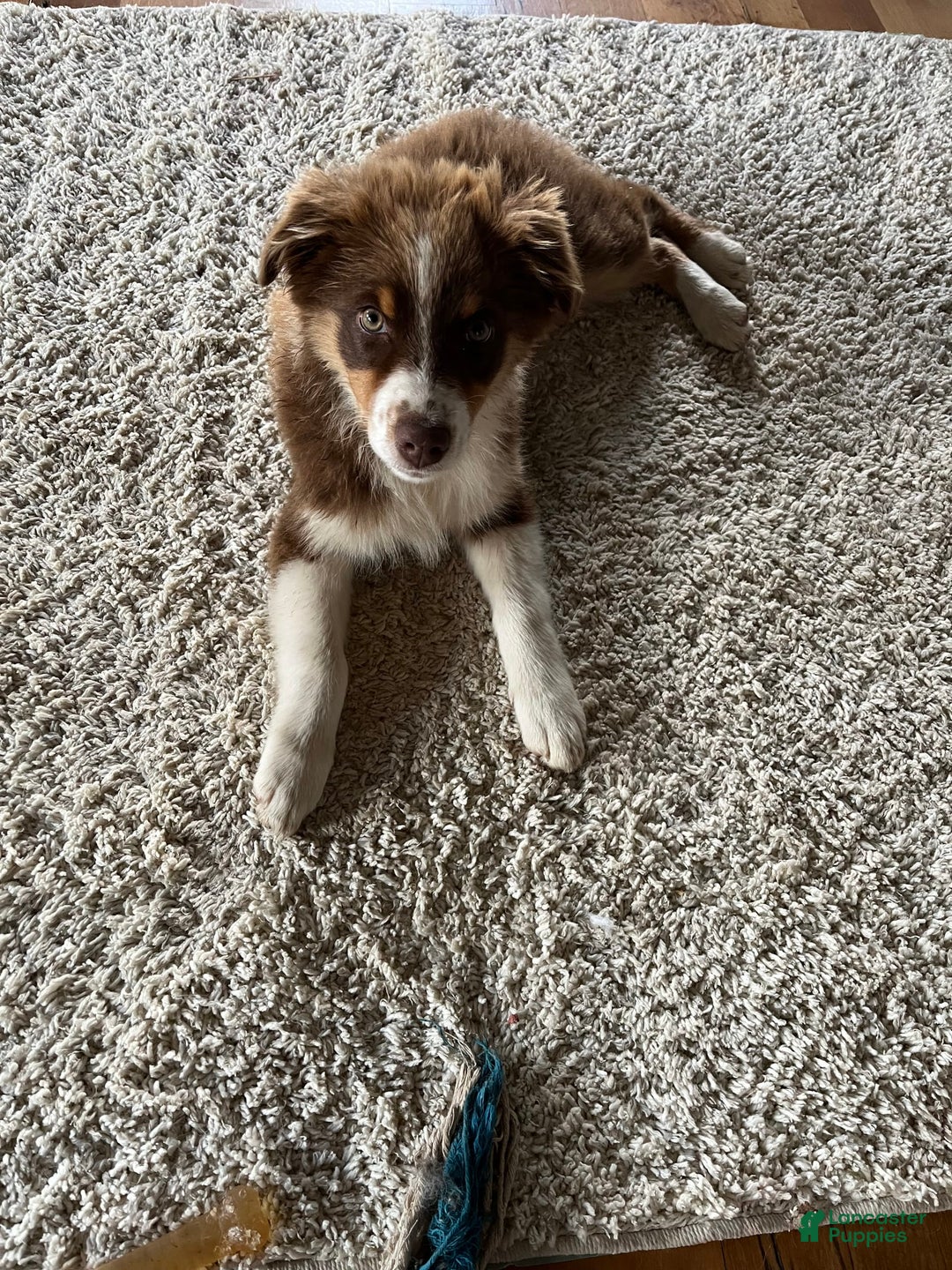 Australian Shepherd dogs for sale: Zoey - Image 11