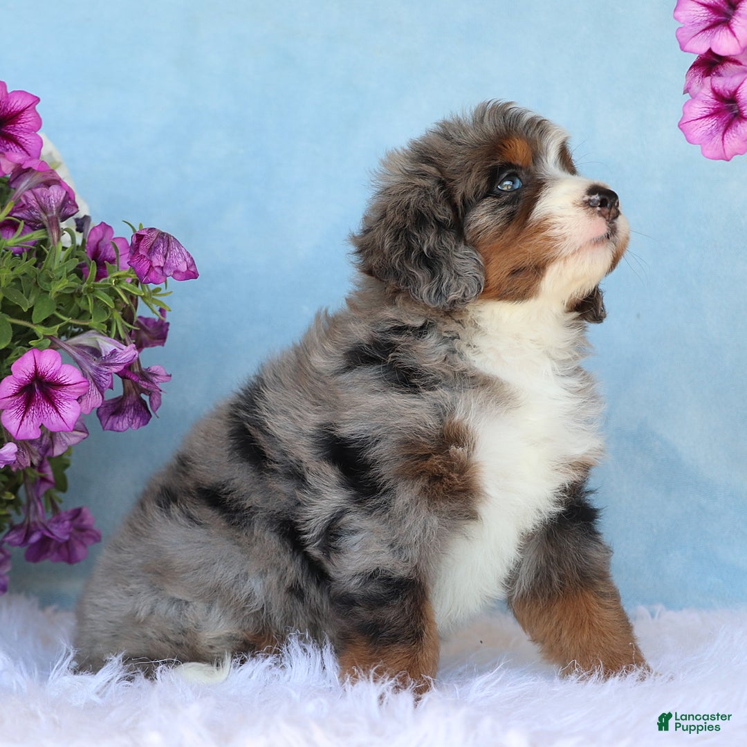 Mini Bernedoodle dogs for sale: Lonni - Image 4