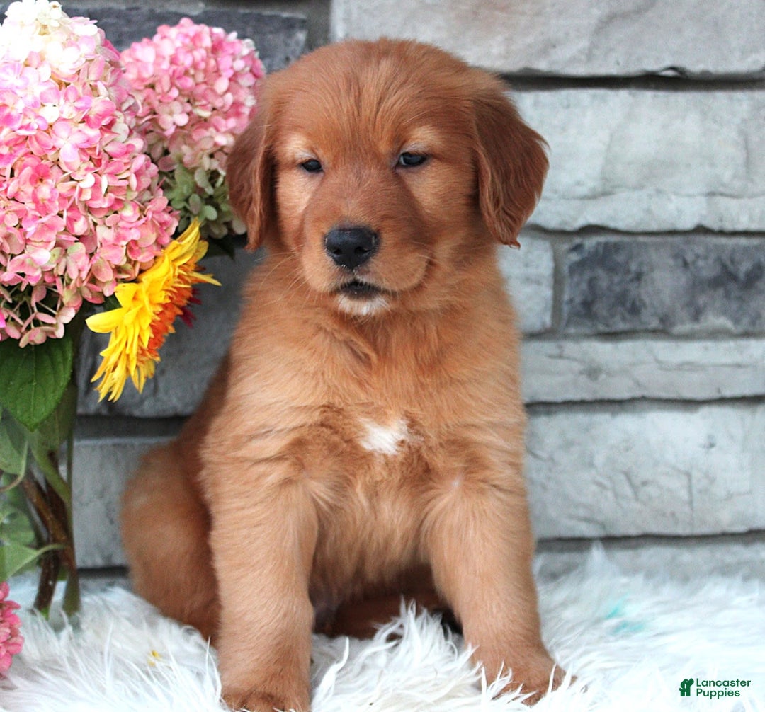 Golden Retriever dogs for sale: Hunter - Image 1