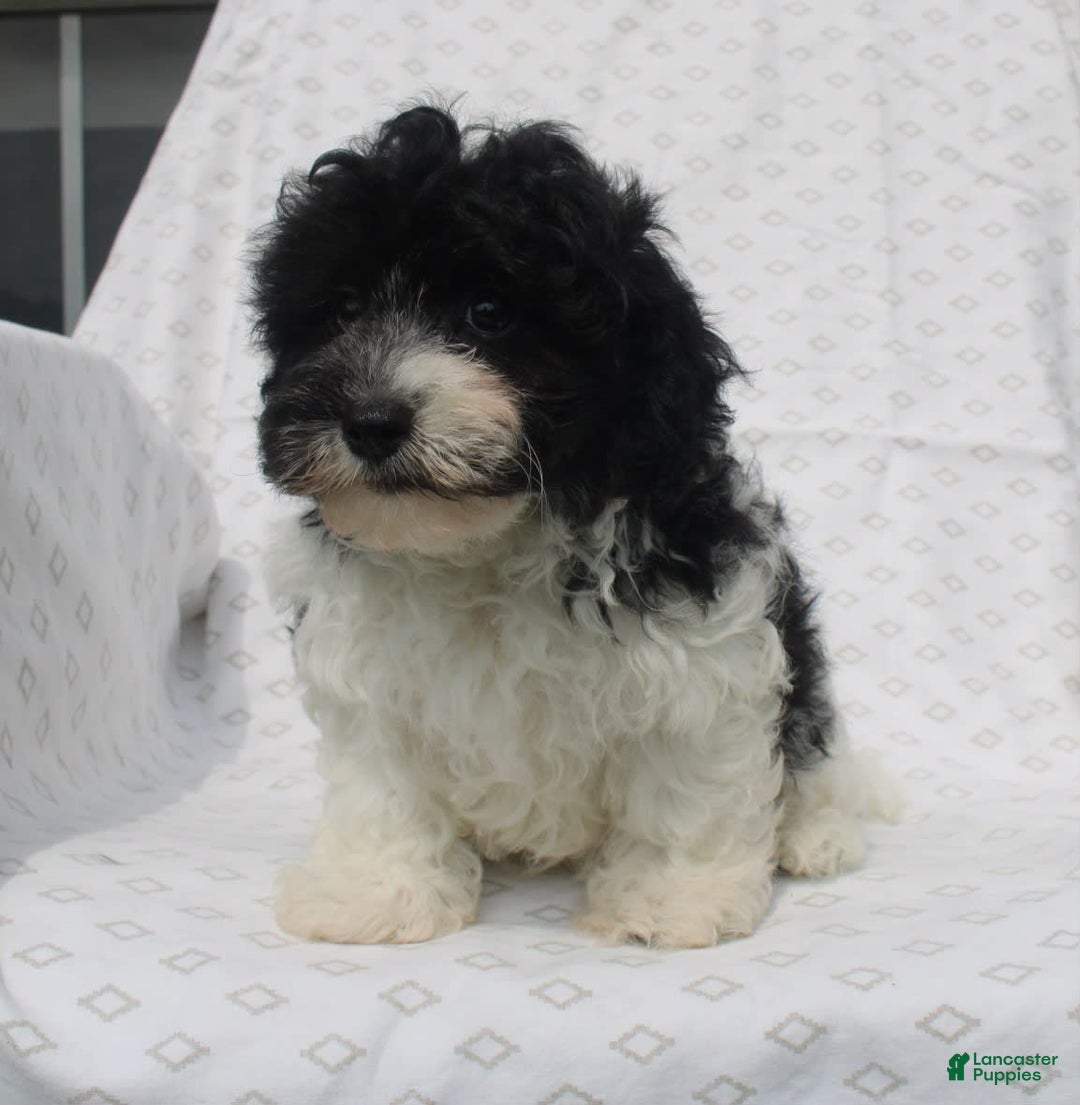 Maltipoo dogs for sale: Magic - Image 3