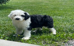 Sheepadoodle dogs for sale: Wendy - Image 1