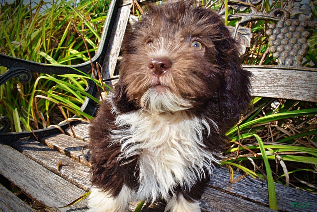 Havapoo dogs for sale: Hammie - Image 2