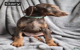 Doberman Pinscher dogs for sale: Gary - Image 5