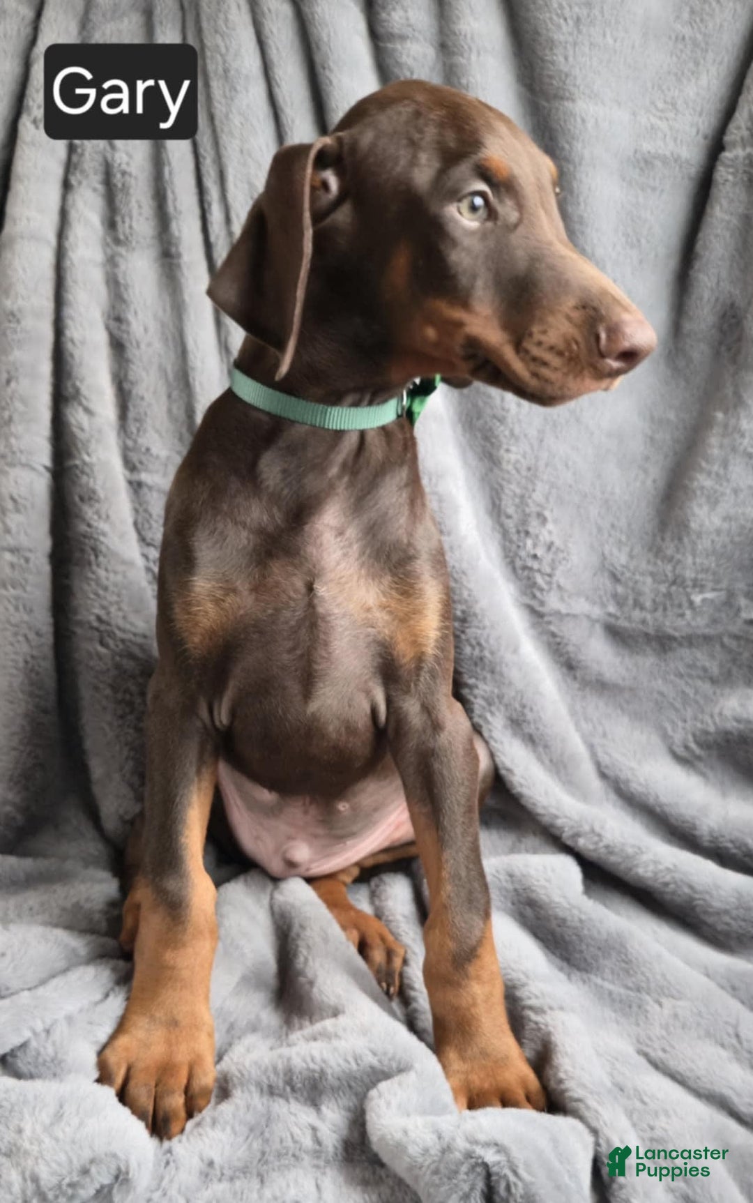 Doberman Pinscher dogs for sale: Gary - Image 5