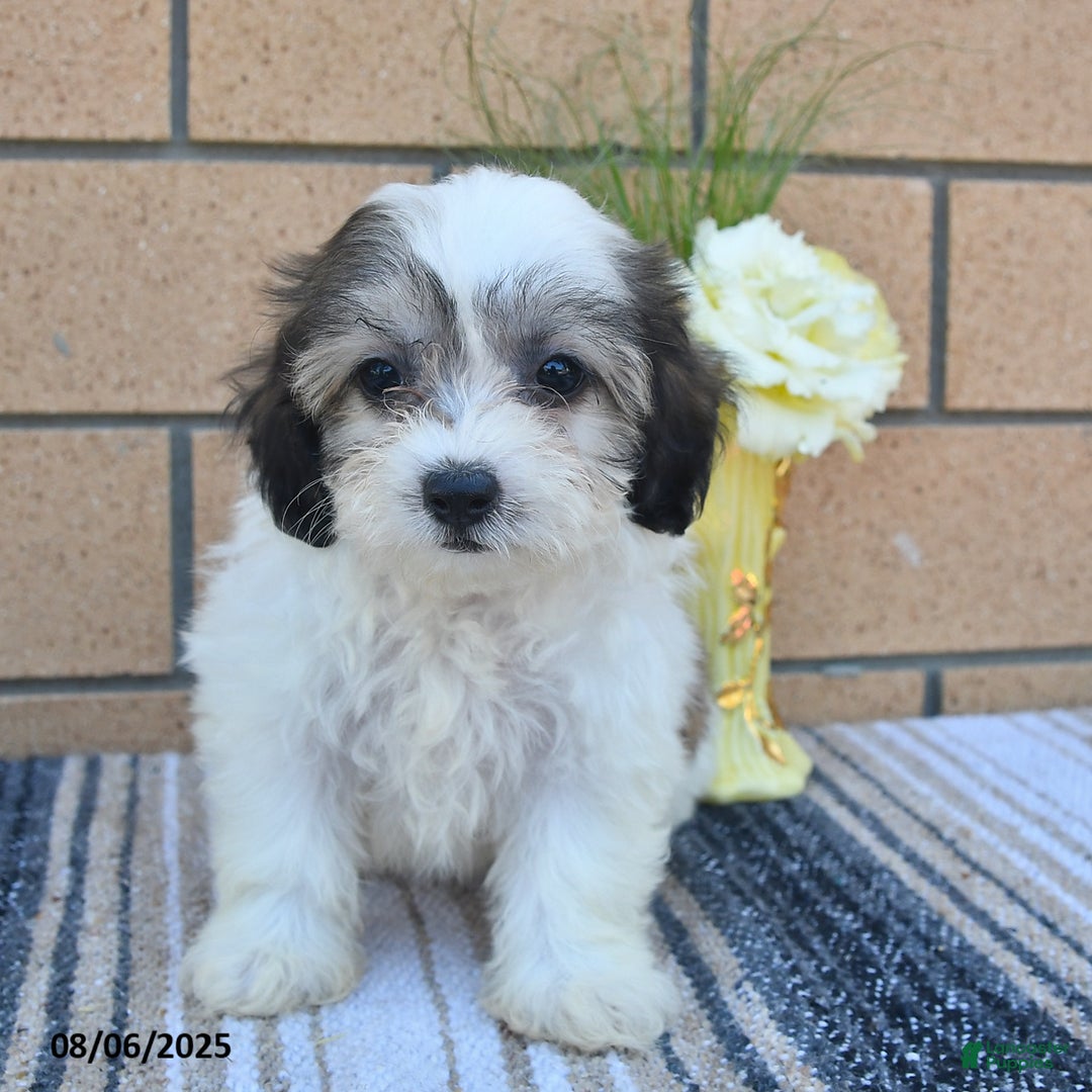 Teddy Bear dogs for sale: Fluffy - Image 4