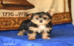 Yorkshire Terrier dogs for sale: Yorkshire Terrier 4 puppies - Image 4