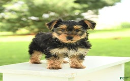 Yorkshire Terrier dogs for sale: Barkley - Image 3