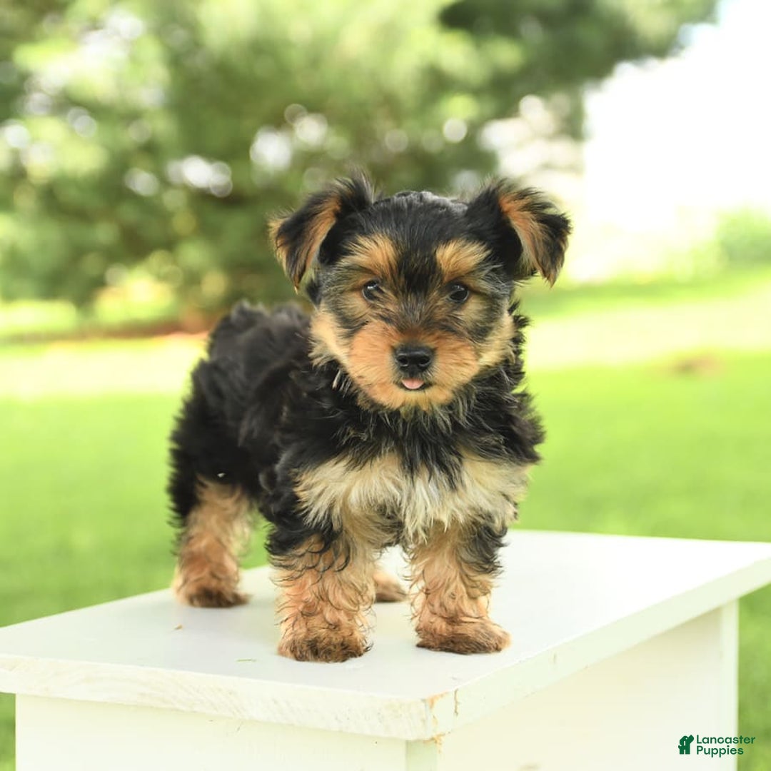 Yorkshire Terrier dogs for sale: Barkley - Image 3