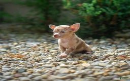 Chihuahua dogs for sale: Chihuahua 5 puppies - Image 17