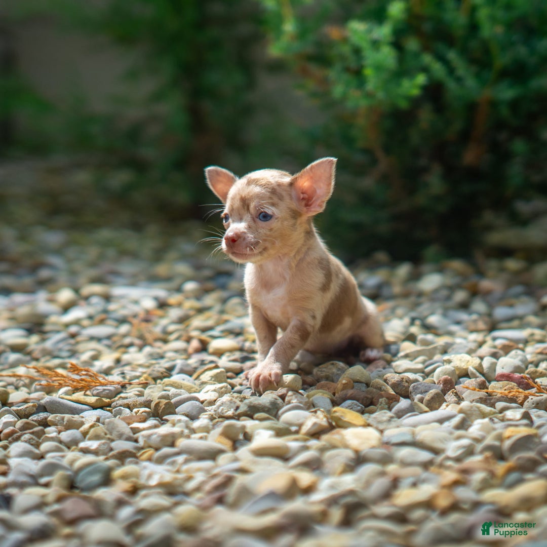 Chihuahua dogs for sale: Chihuahua 5 puppies - Image 17