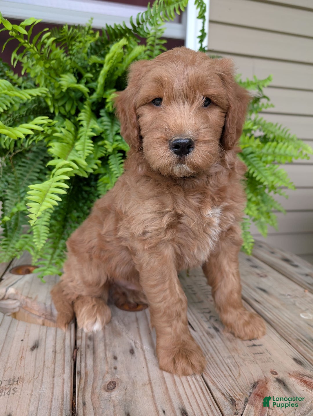 Goldendoodle dogs for sale: Cash - Image 17