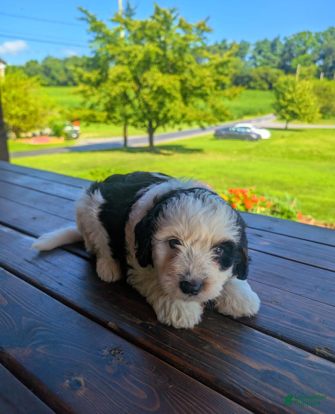 Mini Bernedoodle dogs for sale: Maverick - Image 2
