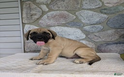 English Mastiff dogs for sale: Bear - Image 10