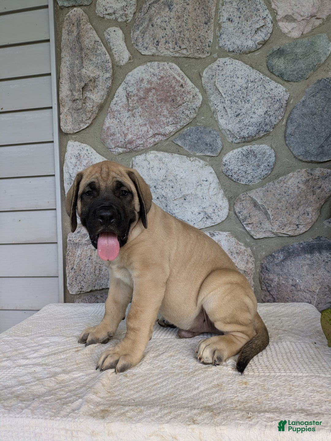 English Mastiff dogs for sale: Bear - Image 10