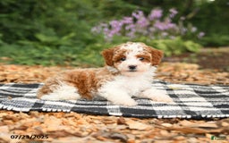 Mini Aussiedoodle dogs for sale: Honeysuckle - Image 3