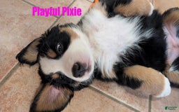 Bernese Mountain Dog dogs for sale: Pixie - Image 5