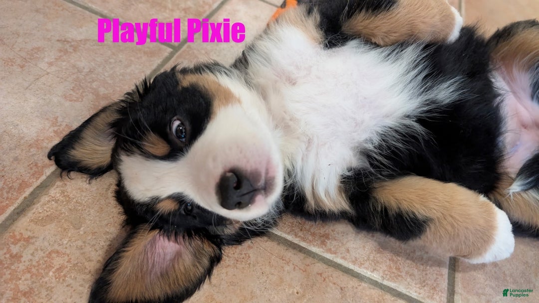 Bernese Mountain Dog dogs for sale: Pixie - Image 5