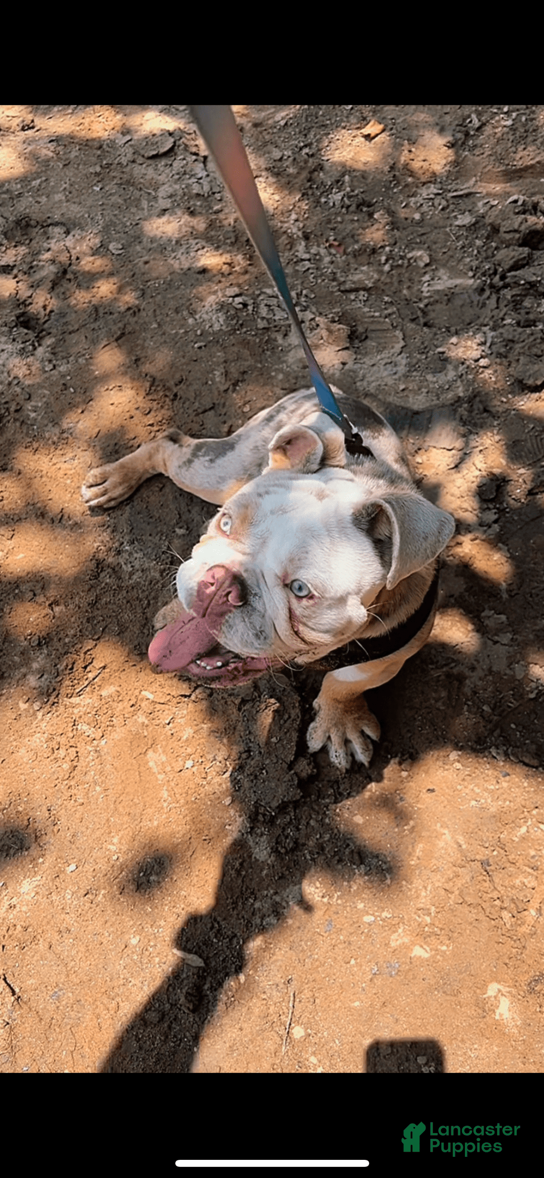 English Bulldog dogs for sale: Ace - Image 2