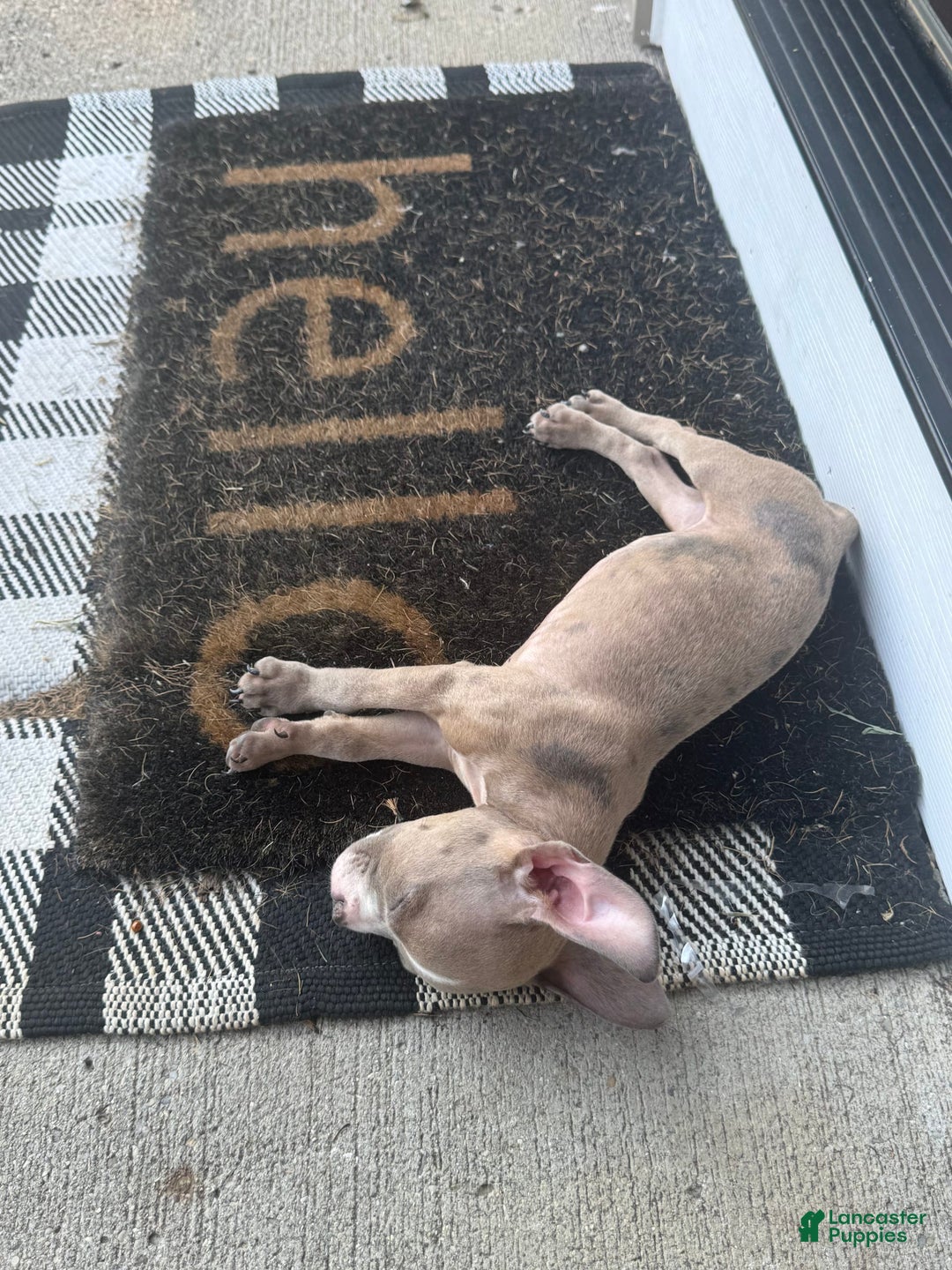 American Bully dogs for sale: Ghost - Image 5