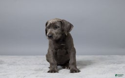 Great Dane dogs for sale: Trisha - Image 3
