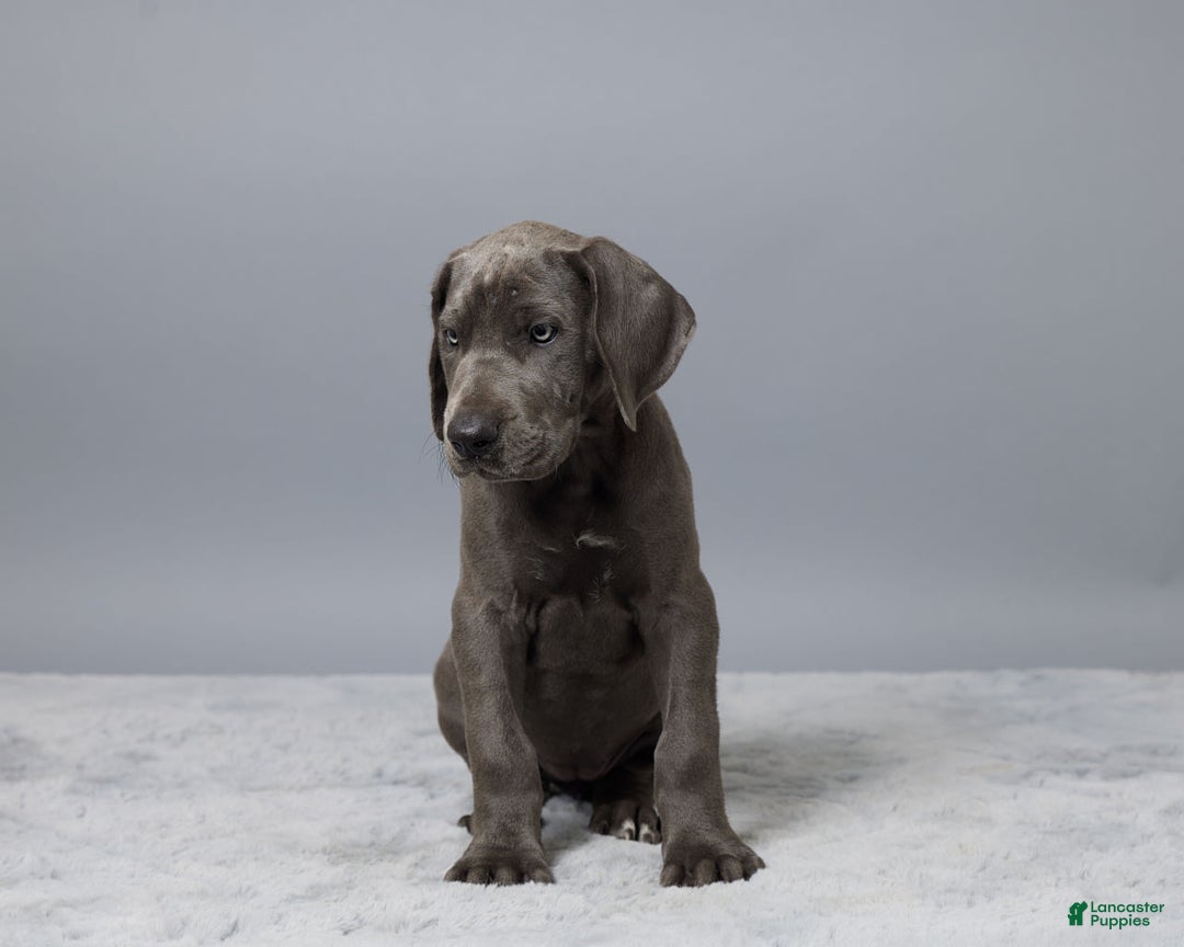 Great Dane dogs for sale: Trisha - Image 3
