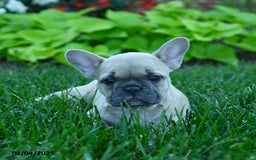 French Bulldog dogs for sale: Fanny - Image 5