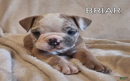 Olde English Bulldogge dogs for sale: BRIAR - Image 2