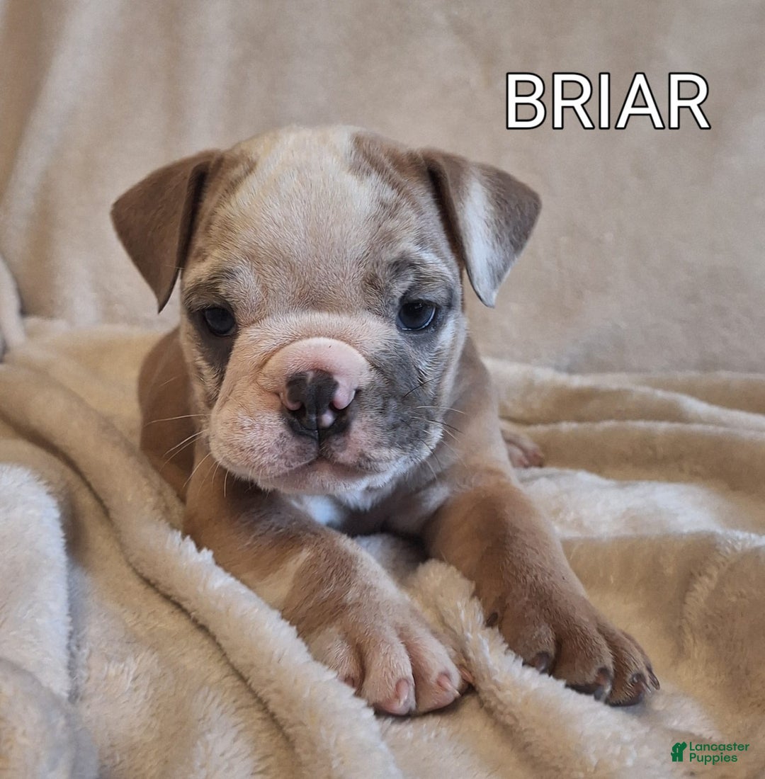 Olde English Bulldogge dogs for sale: BRIAR - Image 2