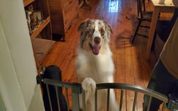 Australian Shepherd dogs for sale: Red And White Female - Image 7